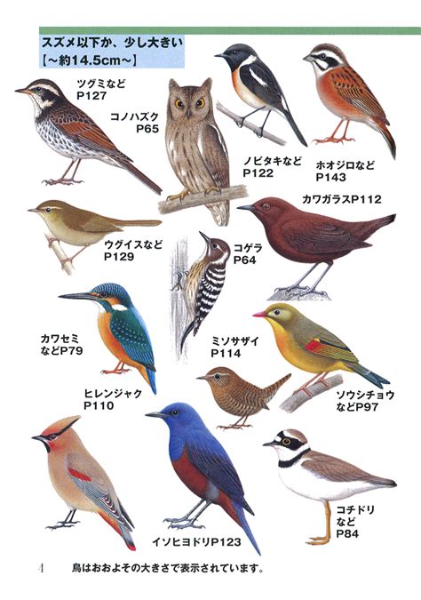 鳥種類|野鳥図鑑（野鳥の種類、名前）